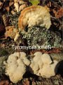Tyromyces kmetii-amf1532